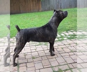 Father of the Cane Corso puppies born on 05/11/2025