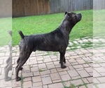 Small Photo #1 Cane Corso Puppy For Sale in ARLINGTON, TX, USA