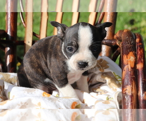 Boston Terrier-Jack Russell Terrier Mix Puppy for sale in SHILOH, OH, USA