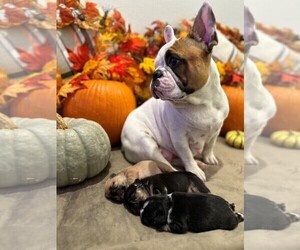 Mother of the French Bulldog puppies born on 11/16/2023