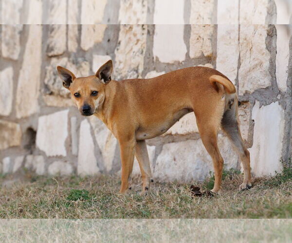 Medium Photo #7 Chihuahua-Unknown Mix Puppy For Sale in McKinney, TX, USA