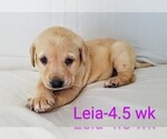 Puppy 2 Labrador Retriever