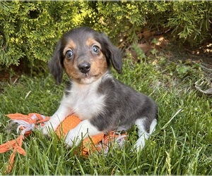 Dachshund Puppy for sale in MIDDLEBURY, IN, USA