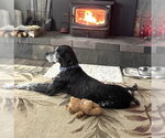 Small #1 German Shorthaired Pointer