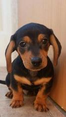 Dachshund Puppy for sale in BEAVERTON, OR, USA