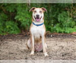 Small #2 Catahoula Leopard Dog Mix