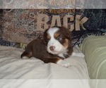 Small Photo #6 Miniature Australian Shepherd Puppy For Sale in WOODSTOCK, CT, USA