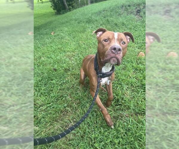 Medium Photo #2 Mutt Puppy For Sale in Forestville, MD, USA