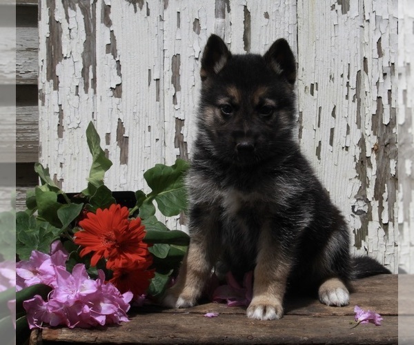 Medium Photo #2 German Shepherd Dog-Siberian Husky Mix Puppy For Sale in FREDERICKSBURG, OH, USA