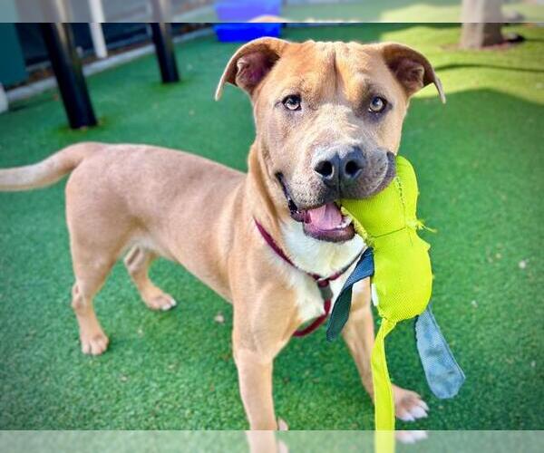 Medium Photo #3 Labrador Retriever-Unknown Mix Puppy For Sale in Orlando, FL, USA