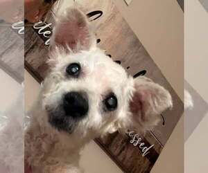 Poodle (Miniature) Dogs for adoption in bloomington, IL, USA