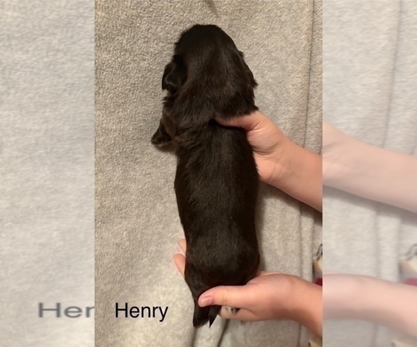 Medium Photo #4 Shih Apso Puppy For Sale in SCOTTSDALE, AZ, USA