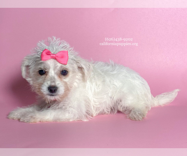 Medium Photo #2 Malchi Puppy For Sale in FONTANA, CA, USA