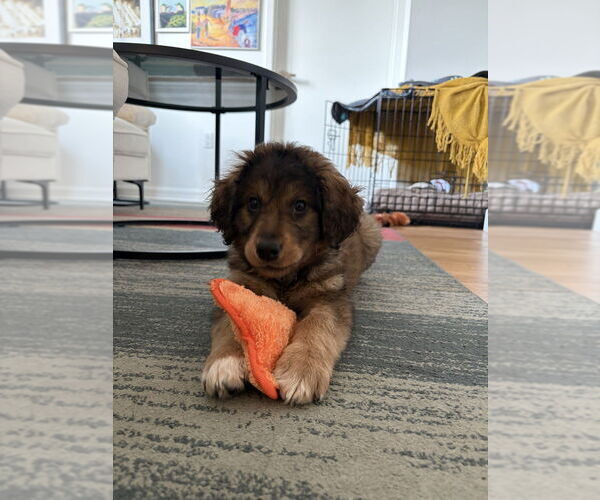 Medium Photo #2 Retriever -Unknown Mix Puppy For Sale in Brooklyn, NY, USA