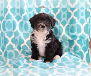 Aussie-Poo Puppy for sale in SHILOH, OH, USA