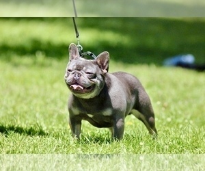 Father of the French Bulldog puppies born on 03/03/2025