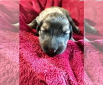 Small Photo #24 Goldendoodle Puppy For Sale in COVINGTON, GA, USA