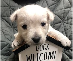 West Highland White Terrier Puppy for sale in ROLLA, MO, USA