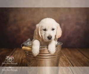 English Cream Golden Retriever Puppy for sale in CANDLER, NC, USA