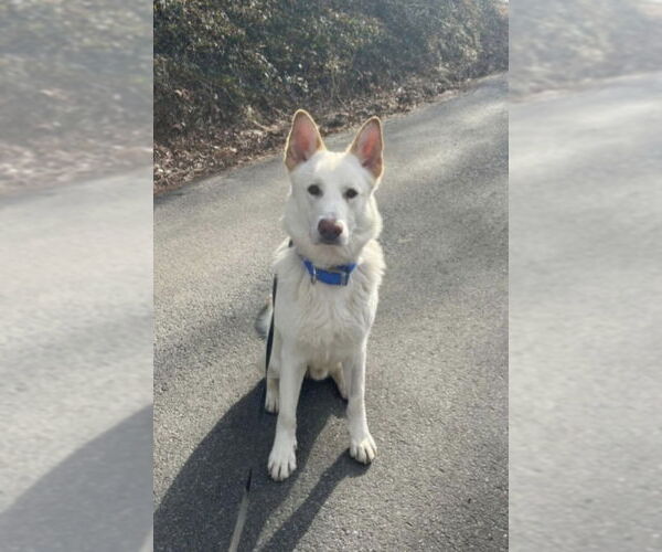 Medium Photo #23 Gerberian Shepsky Puppy For Sale in Winston Salem, NC, USA