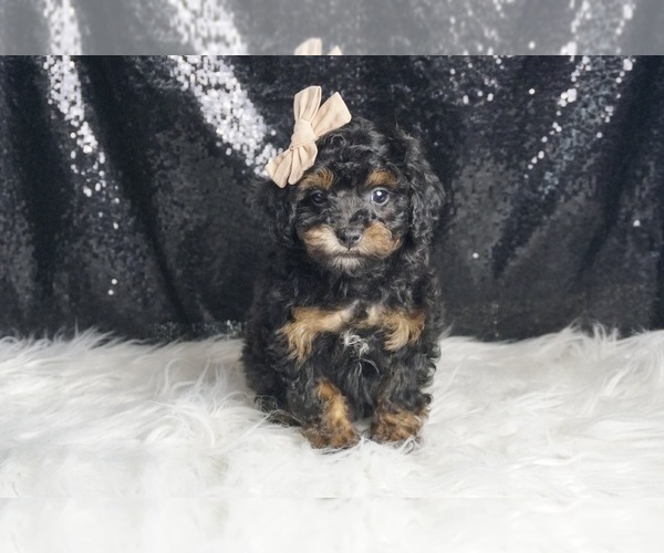 Medium Photo #3 Poodle (Toy) Puppy For Sale in WARSAW, IN, USA