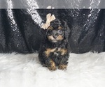 Small #2 Poodle (Toy)