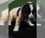Small Photo #4 Newfoundland Puppy For Sale in AURORA, IN, USA
