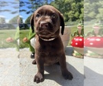 AKC Ready to Go - Male Labrador Retriever Puppy for Sale - Photo #12