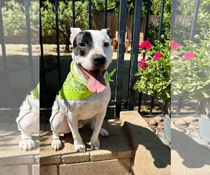 Milo - Female American Pit Bull Terrier-Unknown Mix Dog for Adoption - Photo #7