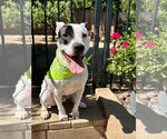 Small Photo #7 American Pit Bull Terrier-Unknown Mix Puppy For Sale in Redlands, CA, USA
