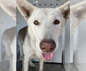 Siberian Husky Dogs for adoption in Stockton, CA, USA