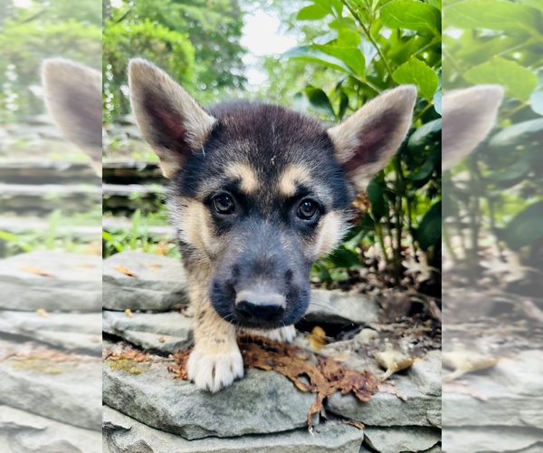 Medium Photo #4 German Shepherd Dog-Siberian Husky Mix Puppy For Sale in LANSING, MI, USA