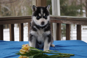 Siberian Husky Puppy for sale in FREDERICKSBG, OH, USA