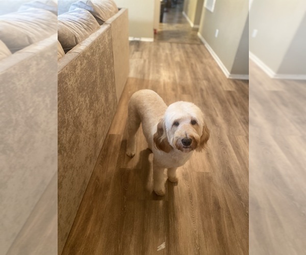 Medium Photo #1 Goldendoodle Puppy For Sale in HUMBLE, TX, USA