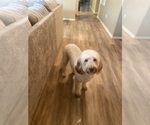 Small Photo #1 Goldendoodle Puppy For Sale in HUMBLE, TX, USA