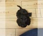 Small #9 Scottish Terrier