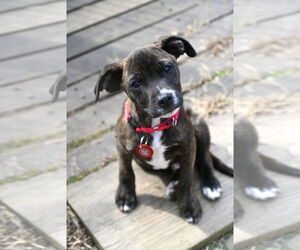 Boston Huahua Dogs for adoption in Wakefield, RI, USA