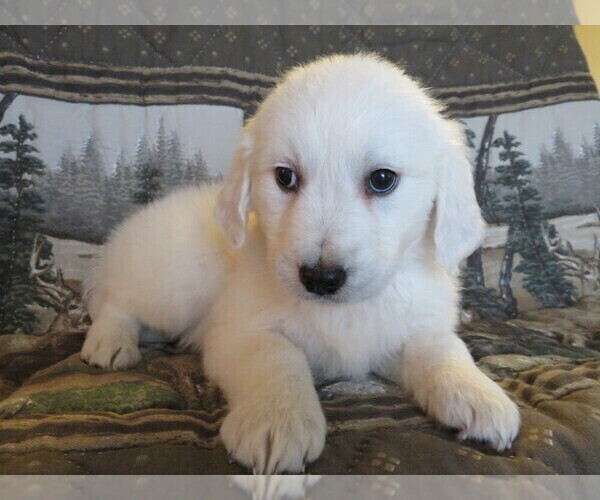 Medium Photo #3 English Cream Golden Retriever Puppy For Sale in SHILOH, OH, USA