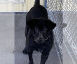 Small #1 Labrador Retriever Mix