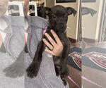 Small #2 Labrador Retriever Mix