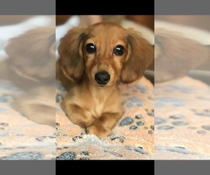 Dachshund Puppy for sale in CHAPIN, SC, USA