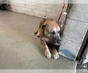 Mastiff-Unknown Mix Dogs for adoption in San Bernardino, CA, USA