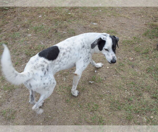 Medium Photo #6 Pointer-Unknown Mix Puppy For Sale in Anniston, AL, USA