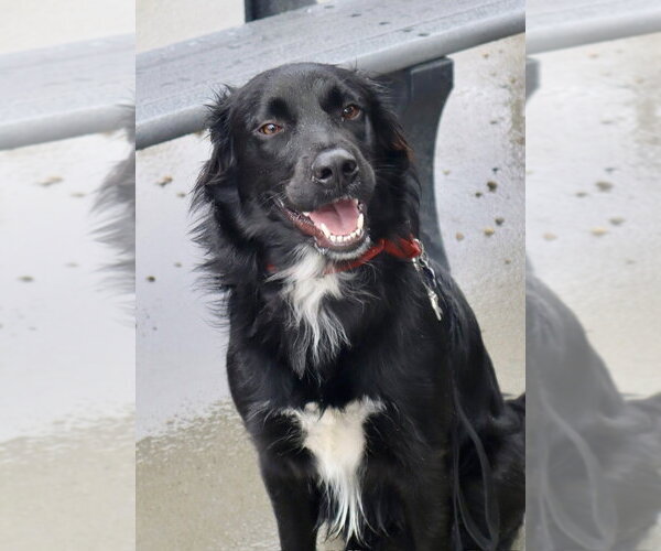 Medium Photo #18 Mutt Puppy For Sale in Oak Bluffs, MA, USA