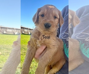 Goldendoodle Puppy for sale in WILTON, CA, USA