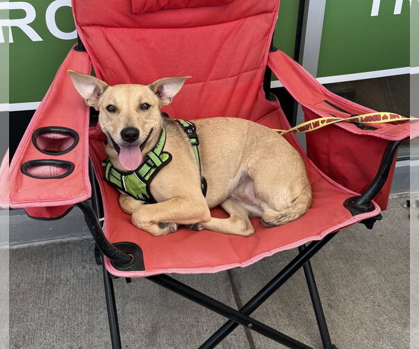 Medium Photo #3 Black Mouth Cur-Carolina Dog Mix Puppy For Sale in Walnutport, PA, USA