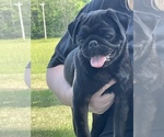 Small Photo #2 Pug Puppy For Sale in ISLANDTON, SC, USA