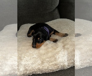 Doberman Pinscher Puppy for sale in OAK FOREST, IL, USA