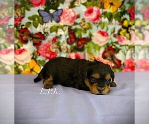 YorkiePoo Puppy for sale in WINNSBORO, LA, USA