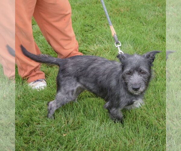 Medium Photo #3 Mutt Puppy For Sale in Huntley, IL, USA